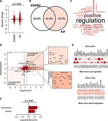 Defining the altered glycoproteomic space of the early secretory pathway by class I mannosidase pharmacological inhibition